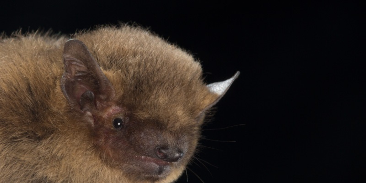  soprano pipistrelle